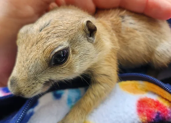 Uhtred – Prairie Dog Pup Male