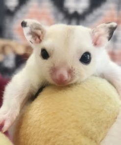 Alternative view of Thor - White Male Sugar Glider