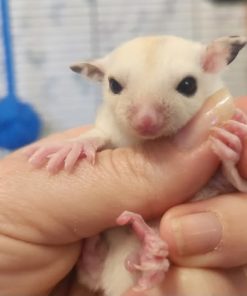Thor - White Male Sugar Glider