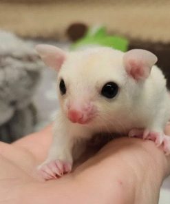 Vera - White Female Sugar Glider