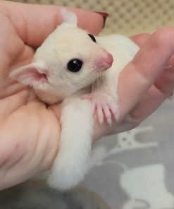 Alternative view of Vera - White Female Sugar Glider