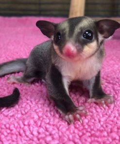 Bella Black Beauty Female Sugar Glider