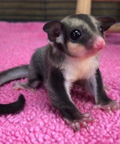 Alternative view of Bella Black Beauty Female Sugar Glider