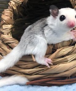 Zues Mosiac Female Sugar Glider