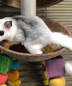 Alternative view of Zues Mosiac Female Sugar Glider