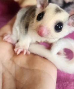 Alternative view of Mickey Mosiac Male Sugar Glider