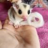 Mickey Mosiac Male Sugar Glider