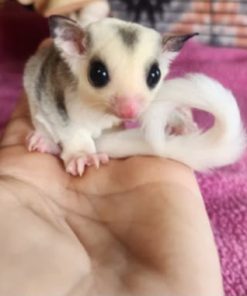 Mickey Mosiac Male Sugar Glider