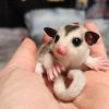 Ella Female Mosiac Sugar Glider