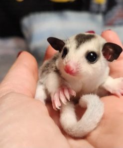 Ella Female Mosiac Sugar Glider