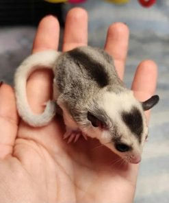 Alternative view of Ella Female Mosiac Sugar Glider