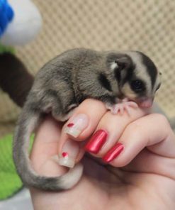 Alternative view of Sammy Female Grey Sugar Glider