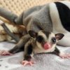 Sammy Female Grey Sugar Glider