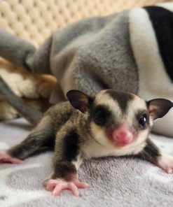 Sammy Female Grey Sugar Glider