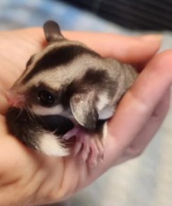 Alternative view of Jonas Grey Male Sugar Glider