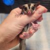 Jonas Grey Male Sugar Glider