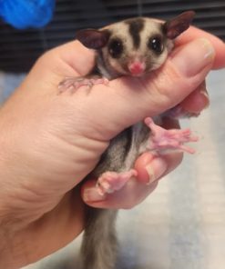Jonas Grey Male Sugar Glider