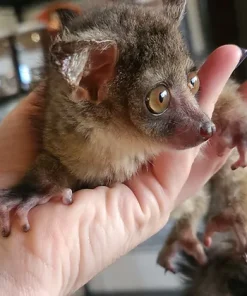 Zuma– Baby Bushbaby Male