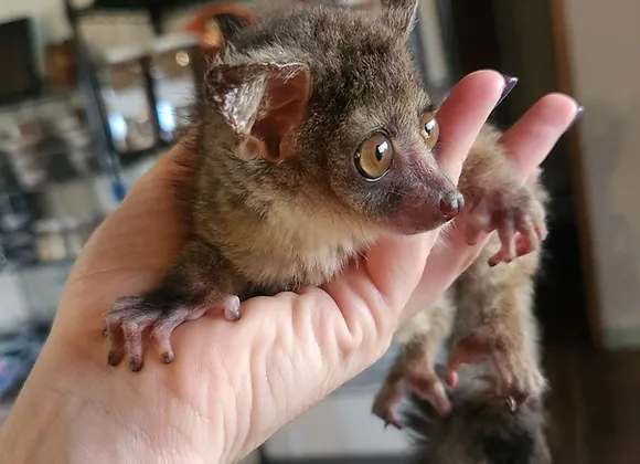 Zuma– Baby Bushbaby Male
