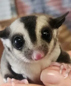 Briar – Female Sugar Glider for Sale