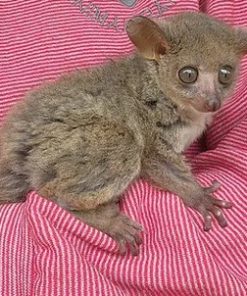 Conrad – Baby Bushbaby Male for Sale