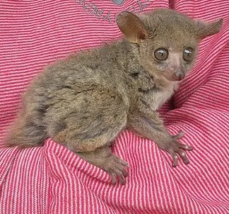 Conrad – Baby Bushbaby Male for Sale